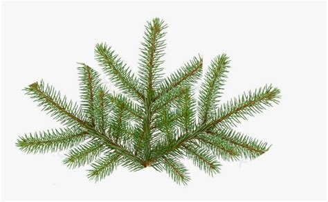 Pine Tree Texture Png Fir Tree Leaf Png Transparent Png