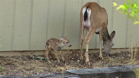 Baby White Tail Deer Fawn Born In My Yard Youtube