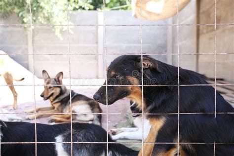 Homeless Dogs In The Kennel Are Sitting In Cages Stock Photo Image Of