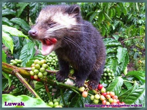 Waroeng kopi loewak is an indonesian coffee producer which is using wild mongoose. Gambar Binatang luwak