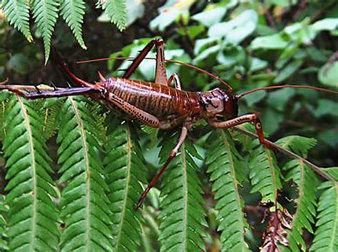 Study Compares Beetle And Wētā Responses To Mammal Eradication
