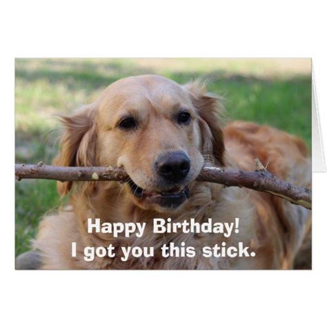 Happy Birthday Meme Golden Retriever Funny Memes Images And Photos Finder