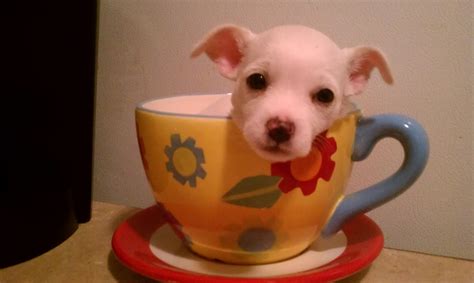 Puppy In A Cup Puppies Glassware Mugs