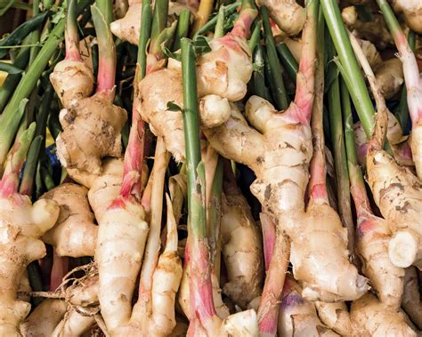 Proven Health Benefits Of Ginger Series Part Ginger Blaast