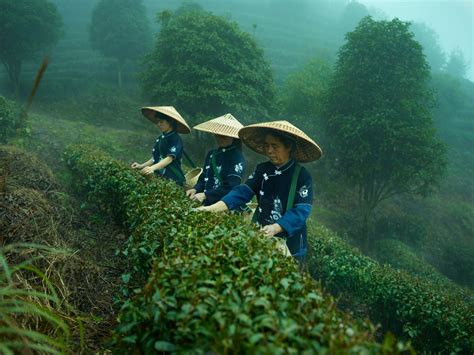 China Green Tea Origins World Tea News