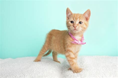 Cute Young Orange Tabby Cat Kitten Rescue Wearing Pink Bow Tie Standing