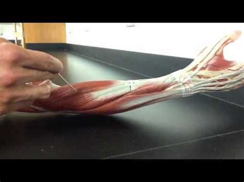 MUSCULAR SYSTEM ANATOMY: Posterior forearm model description Somso