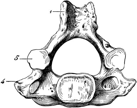 Human Cervical Vertebra Bone Clipart Etc