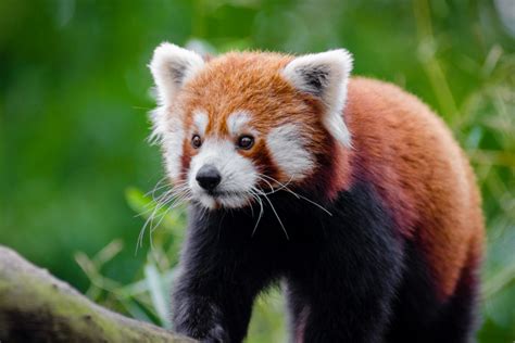 Red Pandas Face Shrinking Habitats And Tough Decisions
