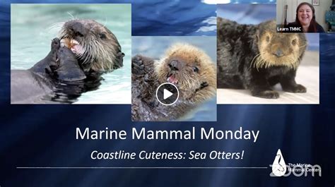 The Marine Mammal Center Marine Mammal Monday Sea Otter Spectacular