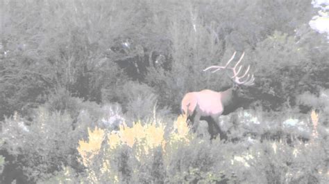 Monster 5 Point Bull Elk Central Utah Youtube