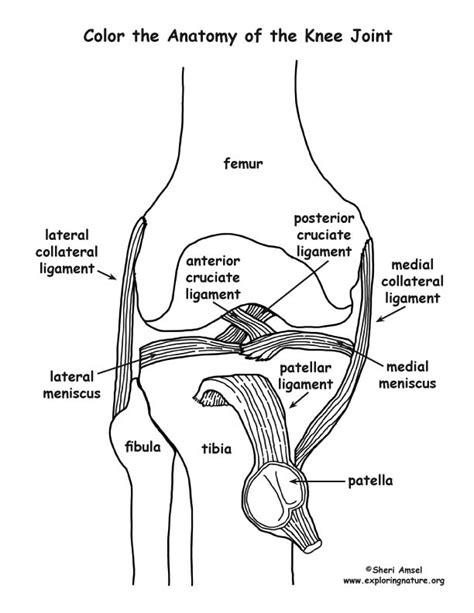 The knee joint is the biggest and most complicated joint within the body. Knee Joint Anatomy Coloring Page