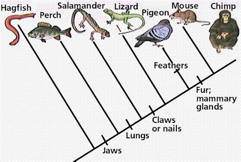 How To Make A Cladogram Biology Lessons Science Biology Biology