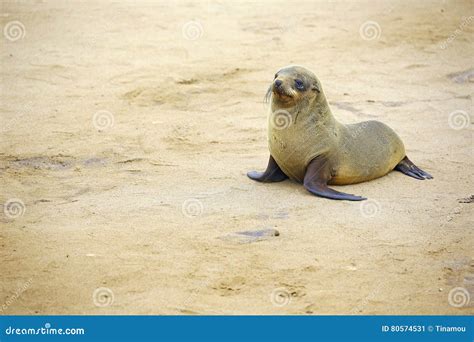Cute Baby Sea Lion In Namibia Stock Image Image Of Mammal Mother