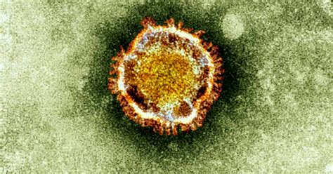 Scientists Fight Deadly New Coronavirus