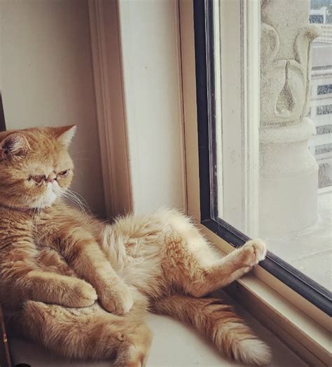 These Cats Sitting Like Humans And Acting Like Its Normal Will Leave