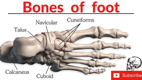 Bones Of Foot Anatomy Of Foot Tarsals Metatarsals And Phalanges