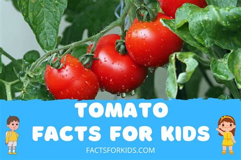 23 Tomato Facts For Kids Thatll Surprise You Facts For Kids