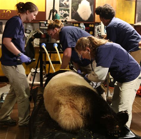 Giant Panda Mei Xiang Is Artificially Inseminated At The Smithsonians