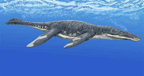 Did Texas Have A Jurassic Era Plesiosaur Fossils Found In West Texas