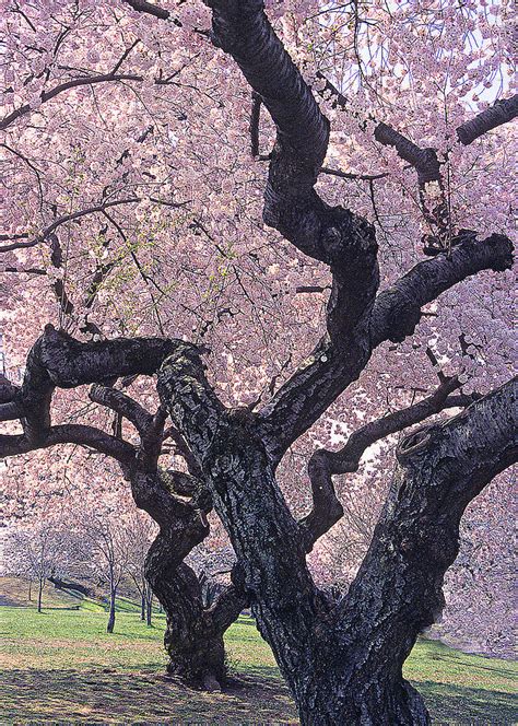 Double Cherry Blossom Trees Photograph By Maria Costa