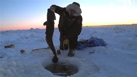 Maksa How To Make And Eat It Winter Fishing For Burbot On Lena River
