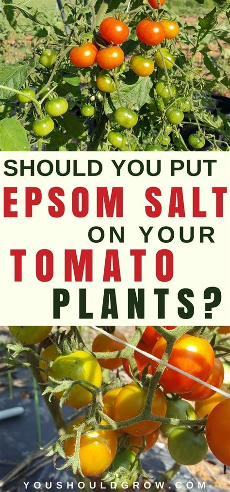 Epsom Salt For Tomato Plants Is It Necessary Tomato Plants Growing