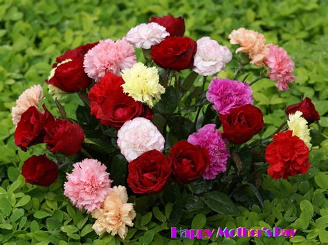 Funny Pictures Gallery Beautiful Flower Bouquet Pretty