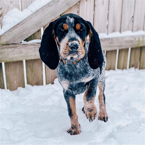 15 Reasons Why Coonhounds Make Great Friends Pettime