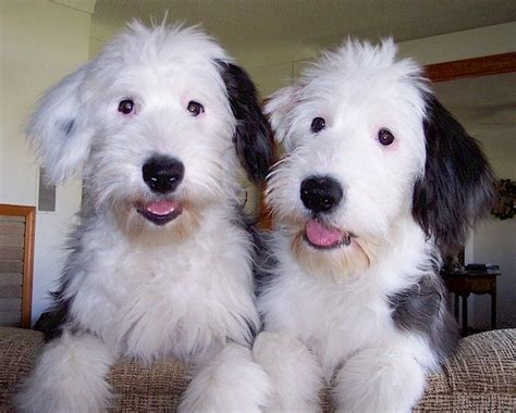 Such Good Dogs Breed Of The Month Old English Sheepdog Old English
