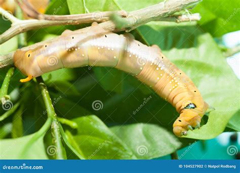 The Green Chubby Worm Is Eating A Leaf Or Caterpillar Stock Photo