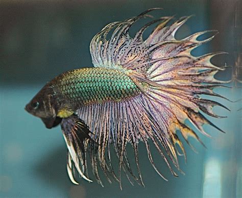 Blok888 Top 10 Most Beautiful Freshwater Fish In The World 1