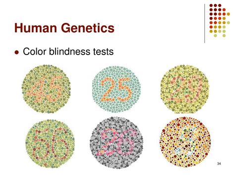 Ppt Chromosome Theory And Human Genetics Powerpoint Presentation