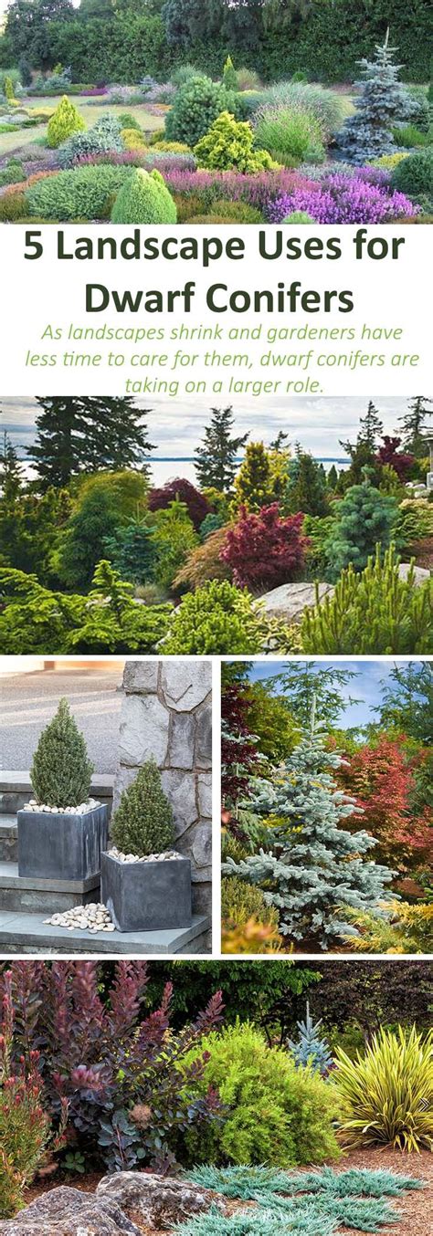 Dwarf Conifers Can Serve As Versatile Plants Regardless Of How Much
