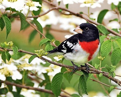 The 51 Best Spring Bird Pictures Ever Birds And Blooms