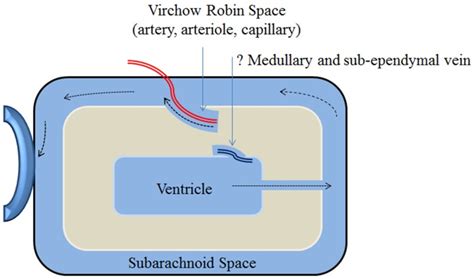 Schematic Presentation Of The Virchow Robin Space And Interstitial