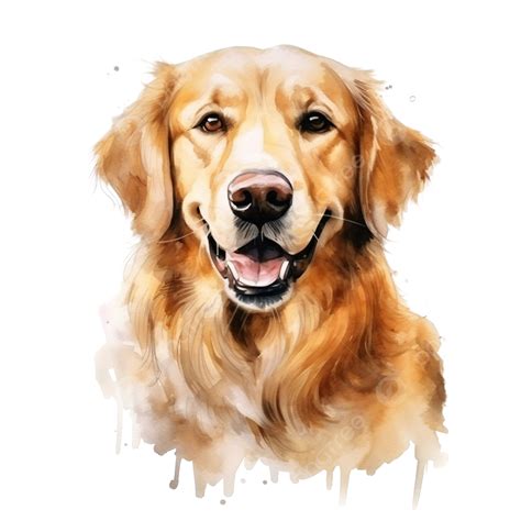Watercolor Dog Golden Retriever Watercolor Hand Drawn Clip Art Png