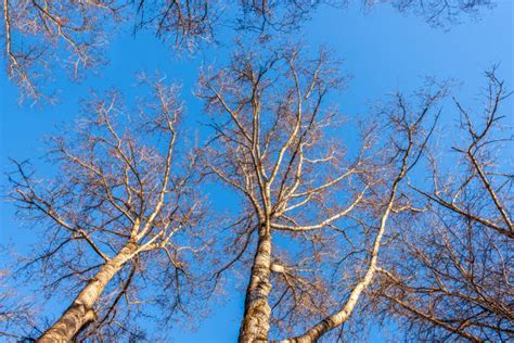 Poplar Tree Bark Silhouette Stock Photos Pictures And Royalty Free