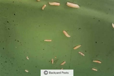 8 Signs You Have A Maggot Infestation My Pictures And Video