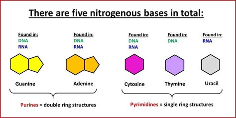 Nitrogenous Bases Nucleic Acid Monomer Nucleotide Nitrogenous Base Biology Lessons Biology