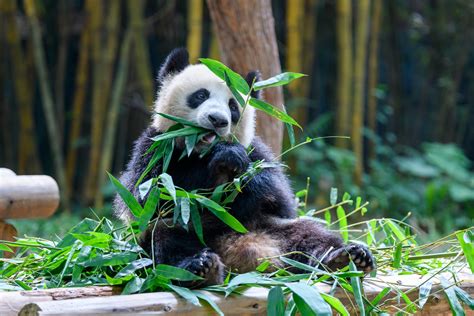 Cute Panda Sitting And Eating Bamboo