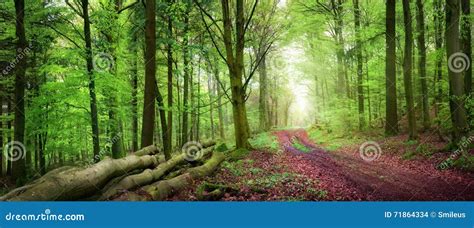 Tranquil Forest Scenery Stock Photo Image Of Poster 71864334