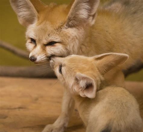 Fennec Fox Animals For Sale New York Ny 241756