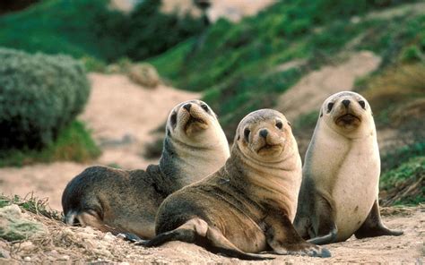 Fur Seal Wallpapers Top Free Fur Seal Backgrounds Wallpaperaccess