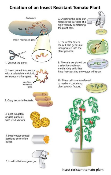 How Do You Really Make A Gmo Tomato Genetic Literacy