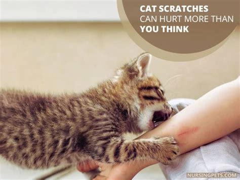Do Cat Scratches Leave Scars Nursing Pets