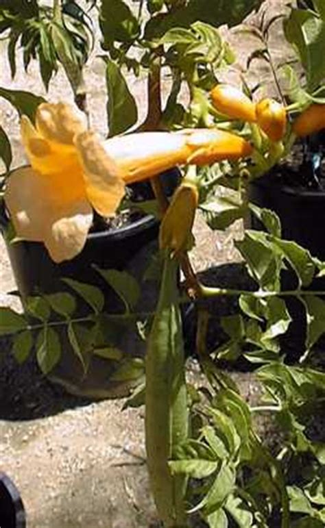 Trumpet vine seed germination rates improve after a period of chilling to break their dormancy, and seeds germinate. Trumpet Creeper, Trumpet Vine (Campsis radicans)