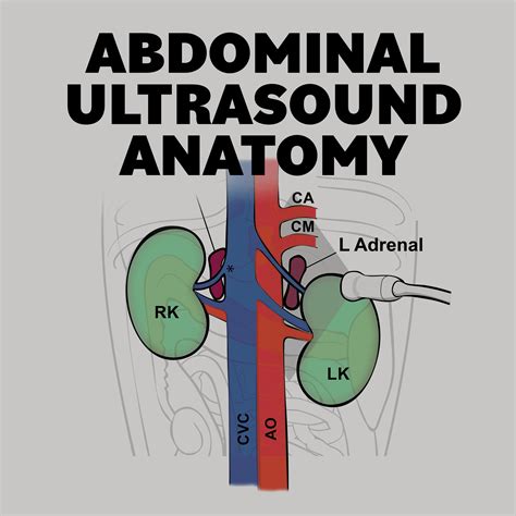 Abdominal Anatomy Anatomy Of The Abdomen And Groin The Charsi Of