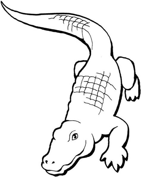 Get This Easy Printable Alligator Coloring Pages For Children La4xx