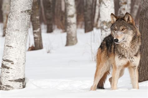 Feds Confirm Northern Arizona Wolf Was Killed By Utah Hunter